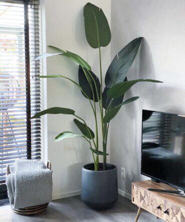 Artificial sustainable Indoor Banana Plant for Home Decor (6ft Tall)